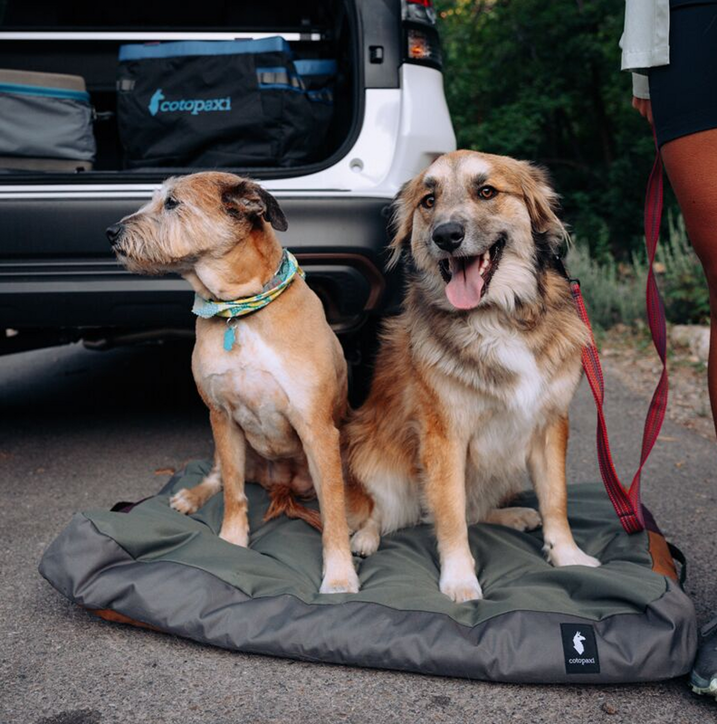 Del Día Dog Bed - US 8696