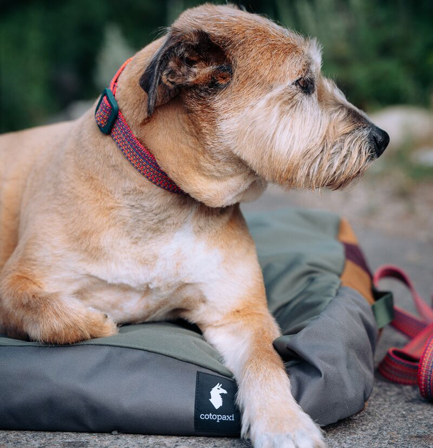 Del Día Dog Bed - US 8696